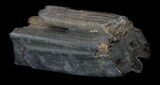 Pleistocene Aged Fossil Horse Tooth - Florida #36038-1